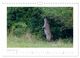 Thumbnail-11