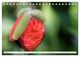 Thumbnail-13