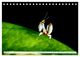 Thumbnail-9