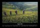 Thumbnail-12