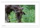 Thumbnail-13