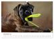 Thumbnail-12
