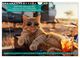 Thumbnail-12