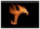 Thumbnail-10