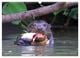 Thumbnail-14