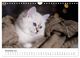 Thumbnail-13