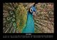 Thumbnail-11