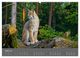 Thumbnail-9