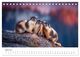 Thumbnail-11