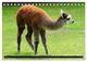 Thumbnail-8