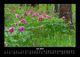 Thumbnail-11