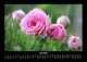 Thumbnail-11