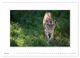 Thumbnail-11