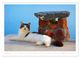 Thumbnail-12