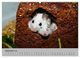 Thumbnail-11
