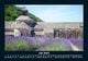 Thumbnail-11