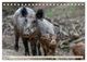 Thumbnail-9
