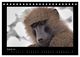 Thumbnail-13