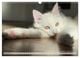 Thumbnail-11