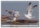 Thumbnail-12