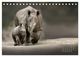Thumbnail-14