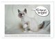 Thumbnail-13
