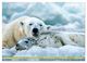 Thumbnail-14