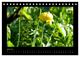 Thumbnail-11