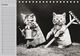 Thumbnail-13