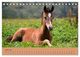 Thumbnail-11