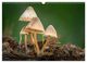 Thumbnail-11