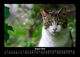 Thumbnail-12