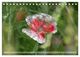 Thumbnail-12