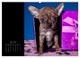 Thumbnail-8