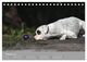 Thumbnail-12