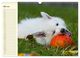 Thumbnail-10