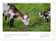 Thumbnail-11