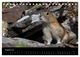 Thumbnail-13