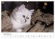 Thumbnail-12