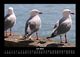 Thumbnail-11
