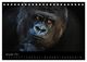 Thumbnail-13