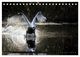 Thumbnail-11