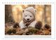 Thumbnail-14