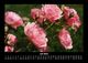 Thumbnail-11