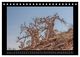 Thumbnail-13