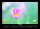 Thumbnail-10