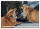 Thumbnail-12