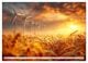 Thumbnail-11