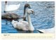 Thumbnail-12