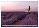 Thumbnail-12